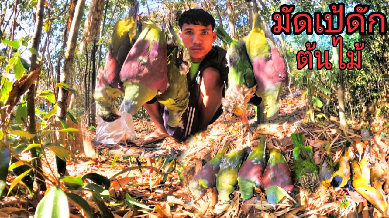 มัดเป้ดักห้างหมานเลยวันนี้ได้ 10 แต้ม/ມັດເປ້ດັກຫ້າງໄດ້10ແຕ້ມ