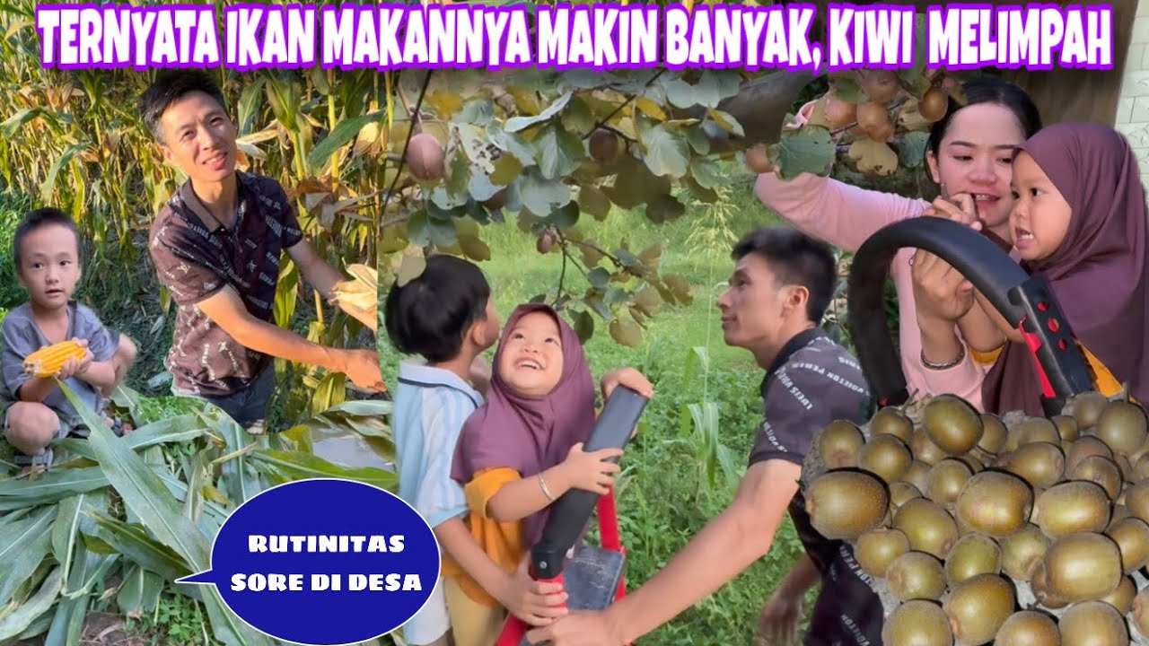 RUTINITAS SORE DI DESA, TERNYATA BUAH KIWI TAHUN INI BANYAK DAN BESAR ANAK ANAK BANTU PANEN BANYAK