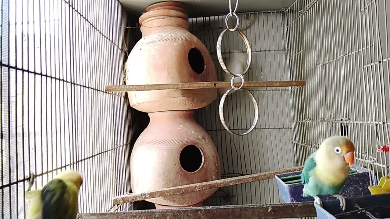 Lucky Lovebirds daily amazing moments forever 🥳🦜🐦🕊️