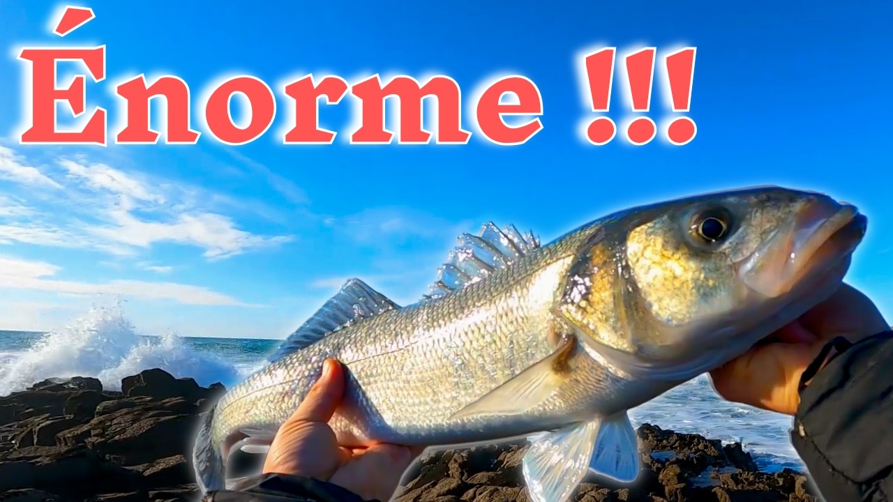 Que des GROS BARS pour ce d&eacute;but de saison ! P&ecirc;che du bar du bord en Bretagne
