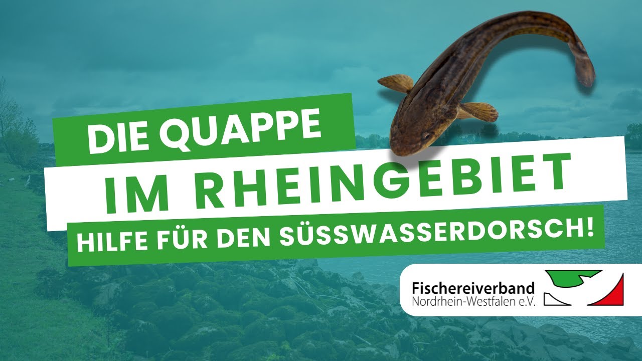 Die Quappe im Rheingebiet - Hilfe für eine seltene Fischart!