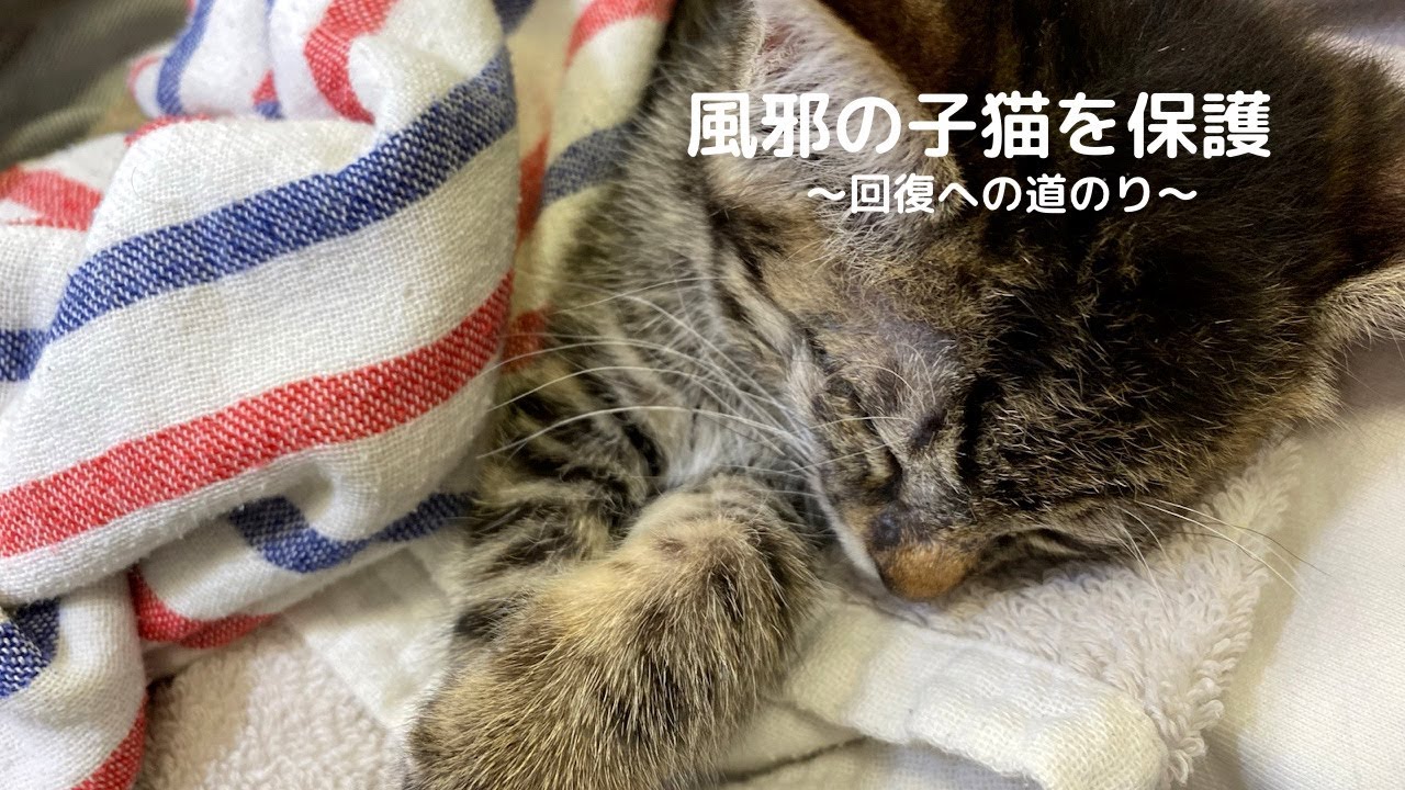 風邪症状の子猫を保護