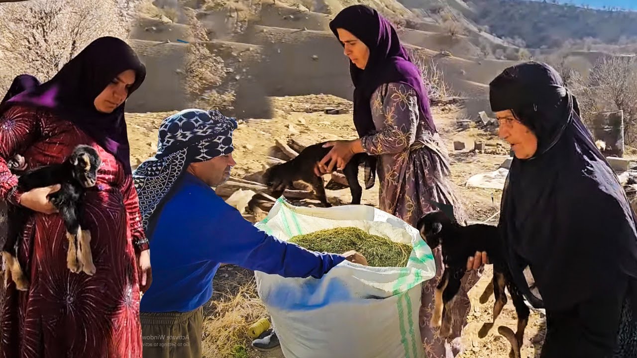 It is Breeding Season of the Goats of the Grandma Family