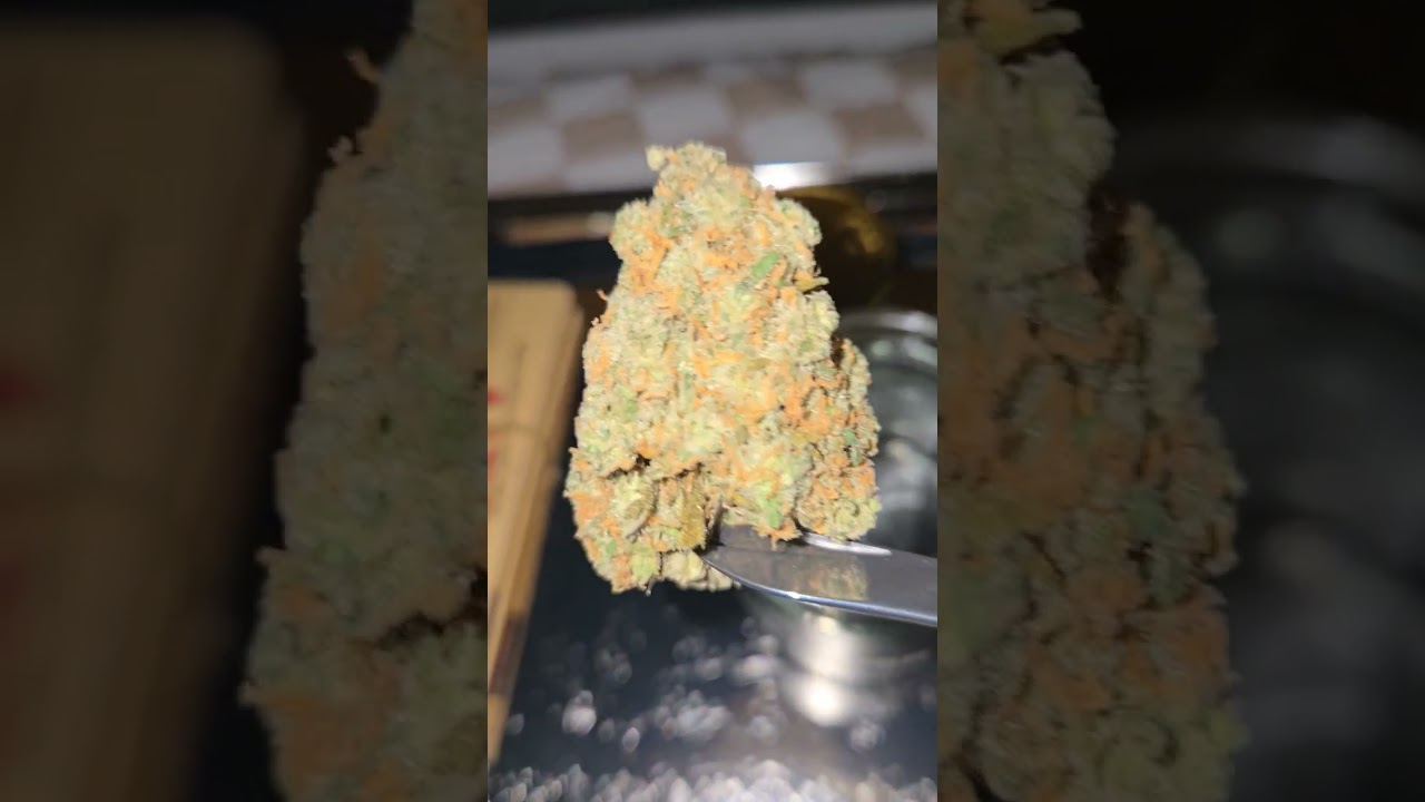 marijuana strain | jack herer #music #dance #pop #cover #swissarmyknife #420 #jackherer #love #peace