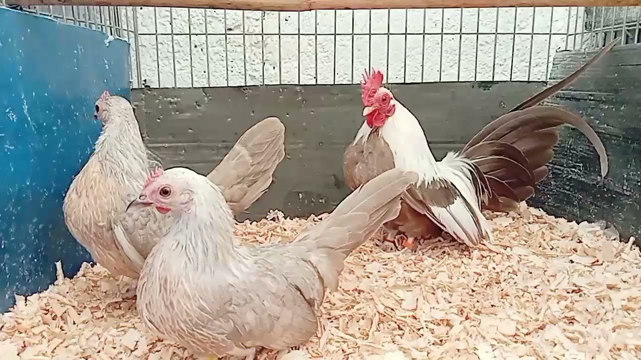 🐣🐓🇲🇽 CRIADERO LAS MARGARITAS 🐣🐓🇲🇽🌼 temporada 2025 fawn 🐣🐔