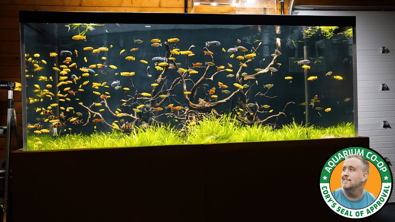 New DIY Lighting for the Big Tank and Corydoras Fry