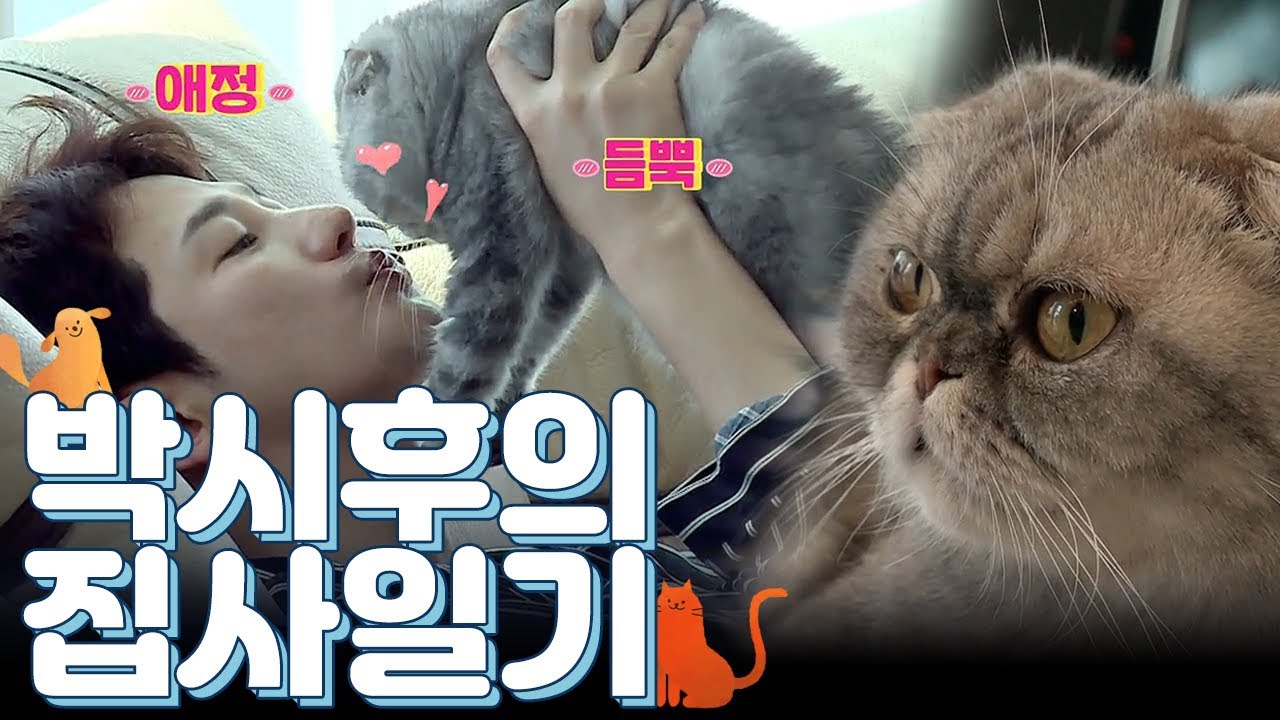 4년 사귄 여자친구 고양이와의 동거? 한류 프린스 박시후의 귀염뽀짝  고양이 다미♥자미 | 채널A