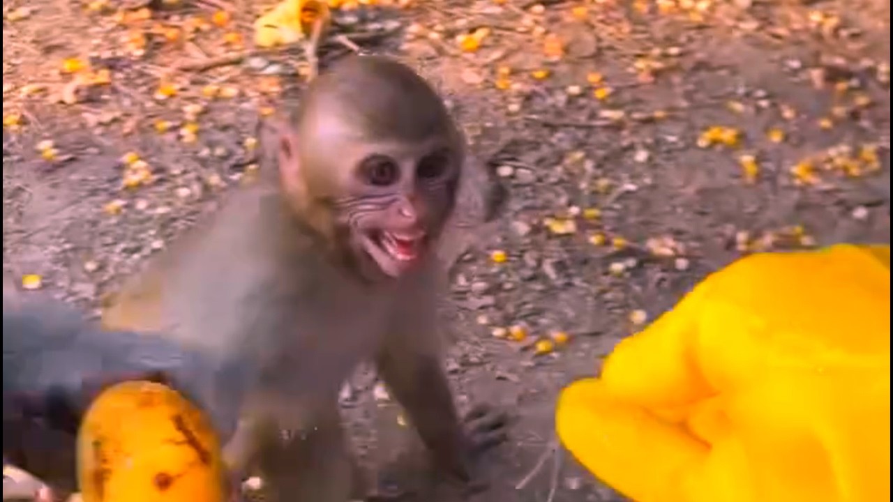 A baby monkey cries when it is trying to ask for food