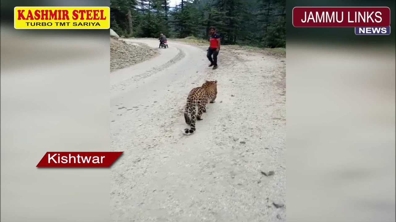 People take selfies with leopard after it strays on road in Kishtwar
