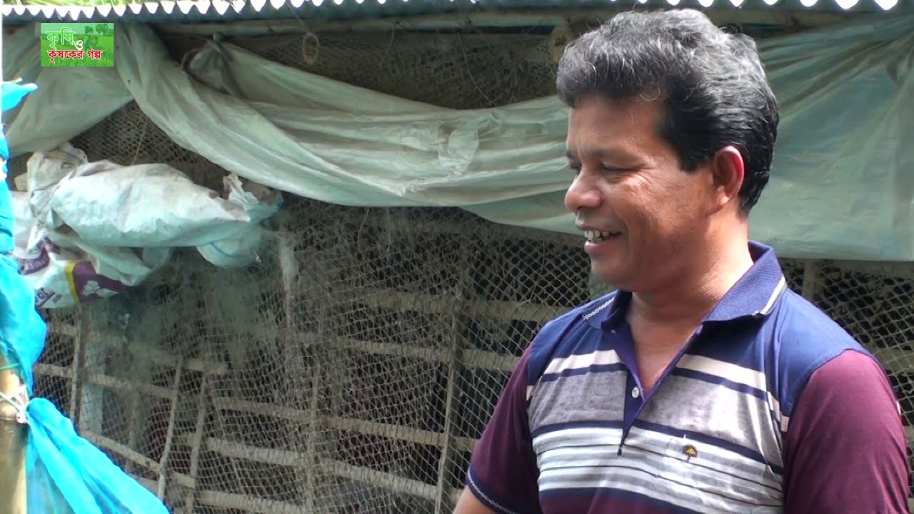 চৌবাচ্চায়  শোল মাছ চাষের  গবেষণা - snakehead fish farming in bangladesh