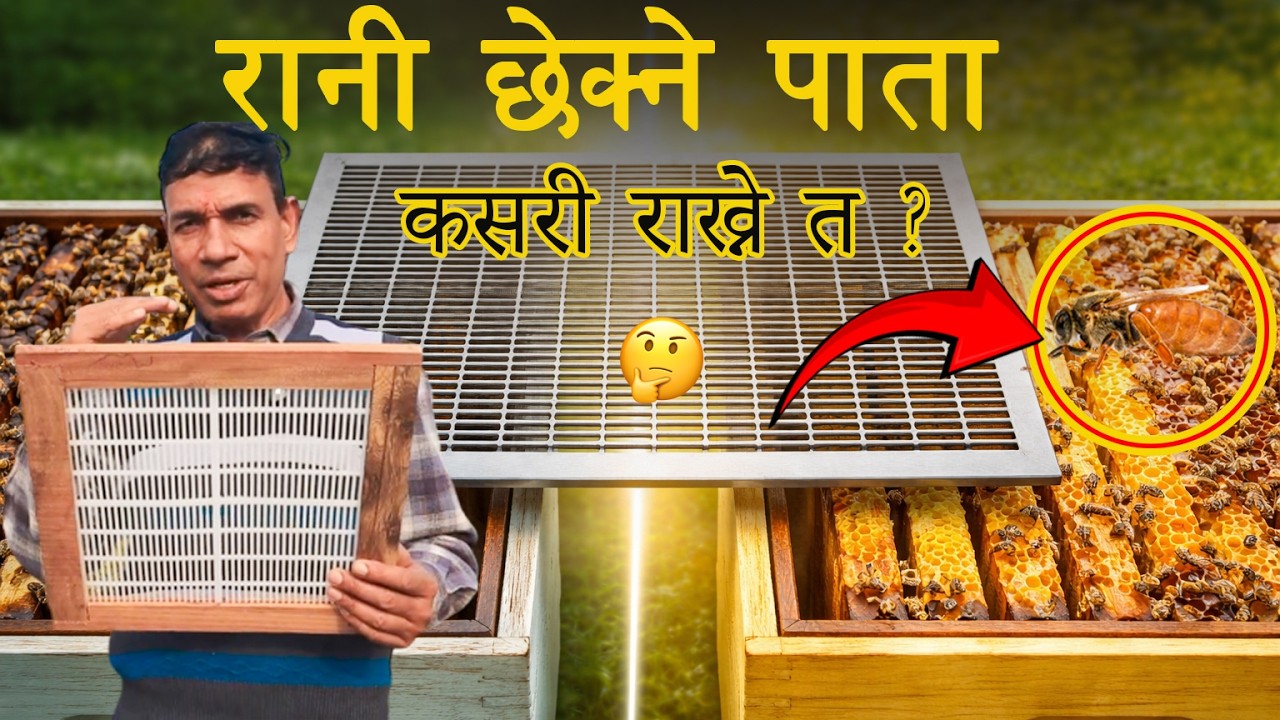 रानी छेक्ने पाता  कसरी राख्ने ? | Queen Excluder