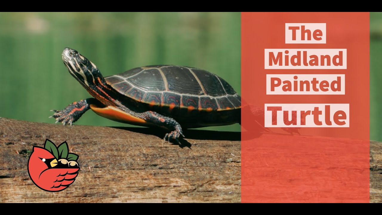 The Midland Painted Turtle