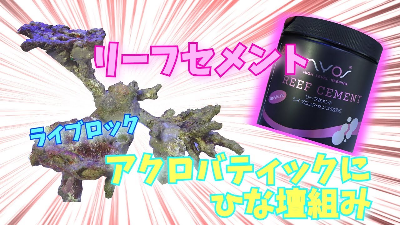 海水水槽立ち上げ！part7 セメントでライブロック組み！！