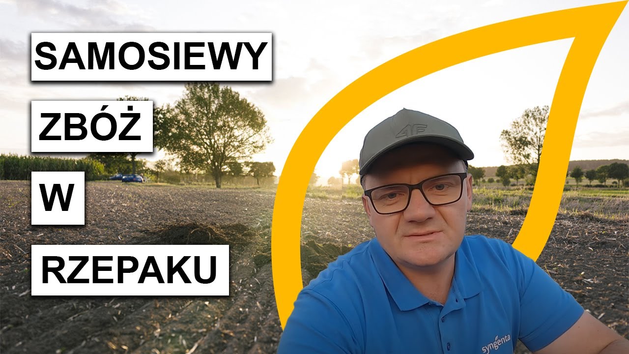 Samosiewy zbóż na w rzepaku – lustracja polowa🌿