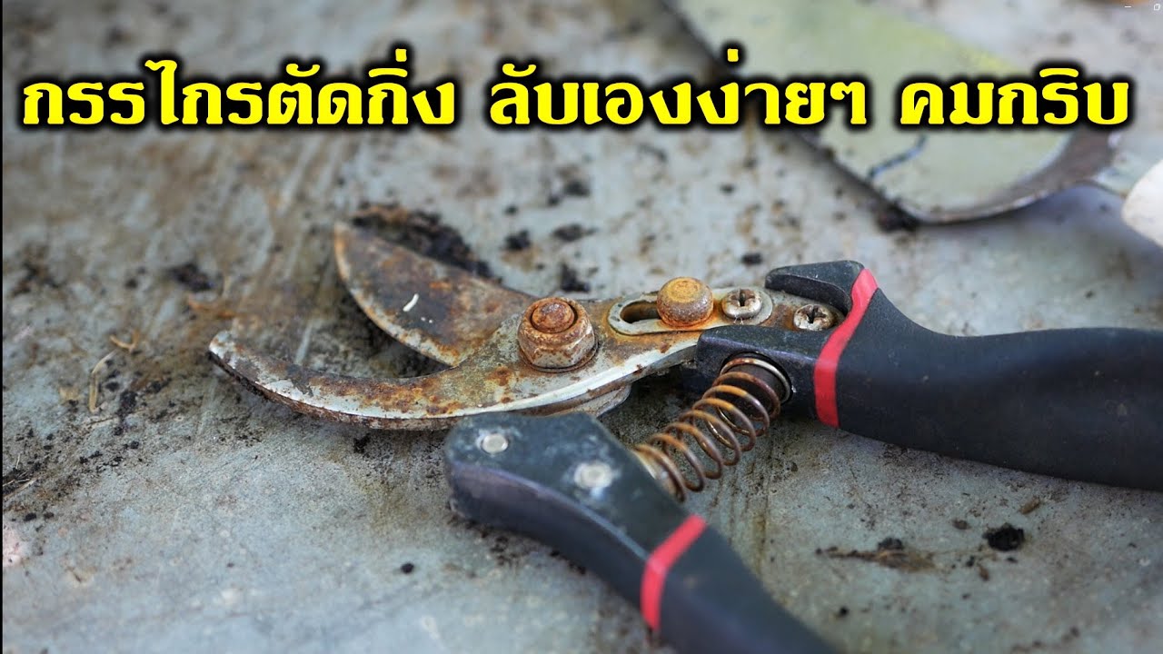 ลับกรรไกรตัดกิ่ง ทำเองได้ ง่ายนิดเดียว #สวนผักหลังบ้าน