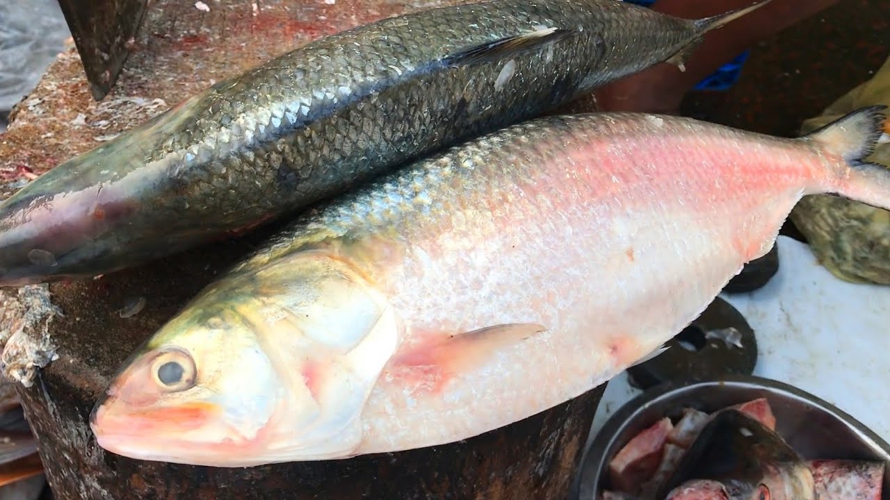 Spectacular ilish fish cutting skills II Hilsa ilisha fish cutting in Bangladesh fish market