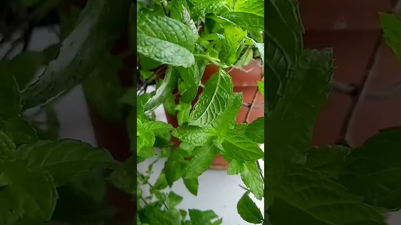 Mentha Spicata o Hierbabuena 🌿