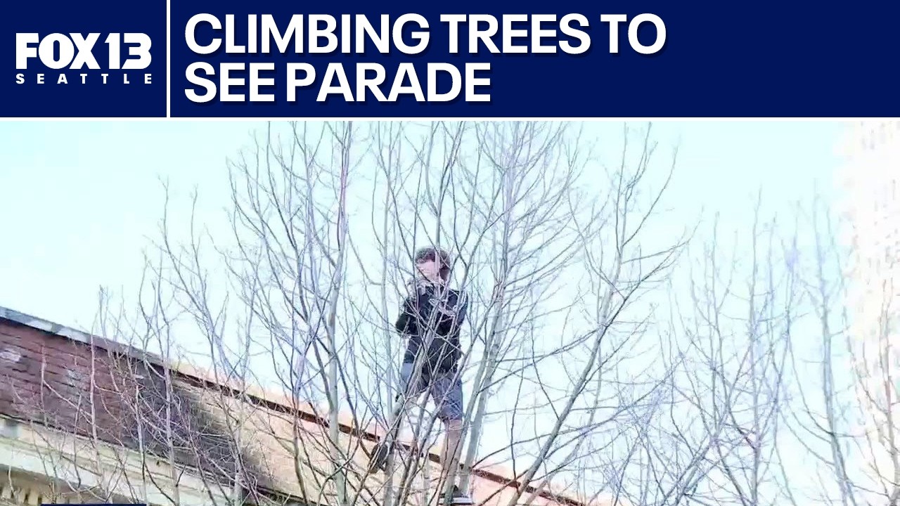 Fans climb trees to watch Super Bowl parade