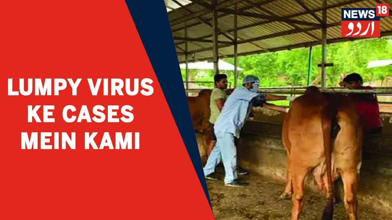 Himachal News | Solan Mein Janwaron Mein Lumpy Virus Ke Cases Mein Darj Ki Gayi Kami | News18 Urdu