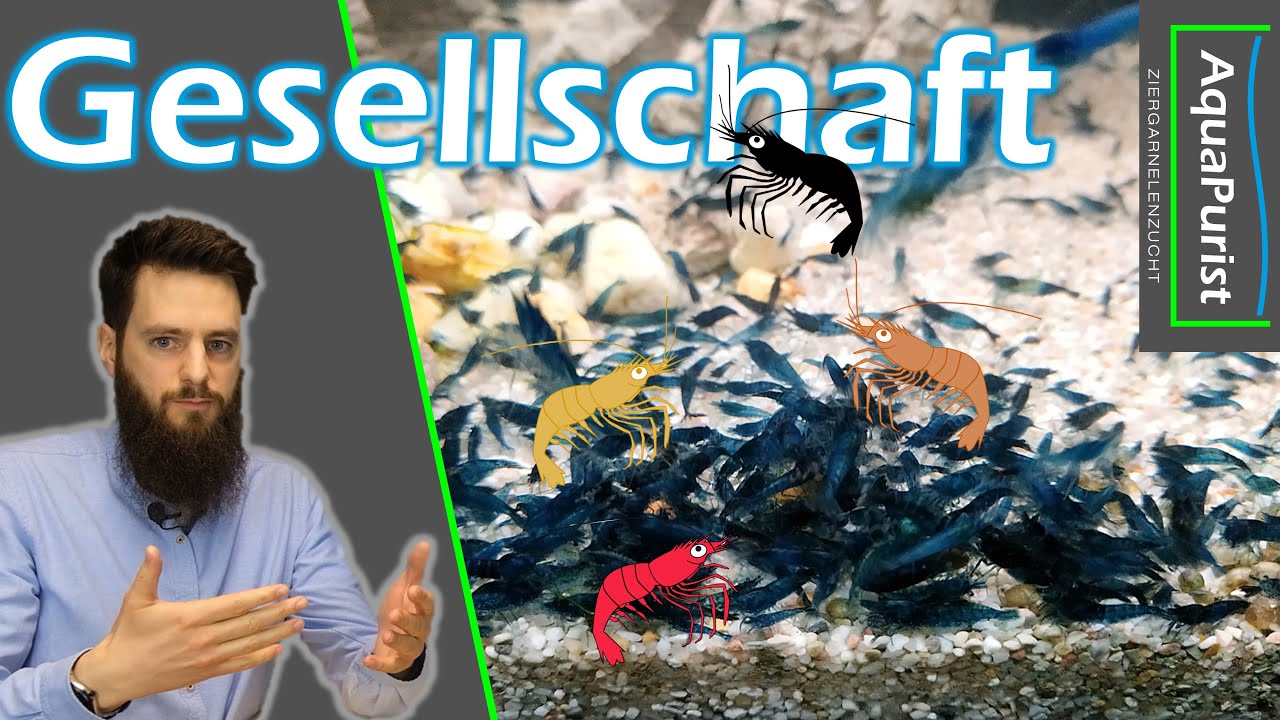 Dauerhaft bunte Neocaridina Gesellschaft?