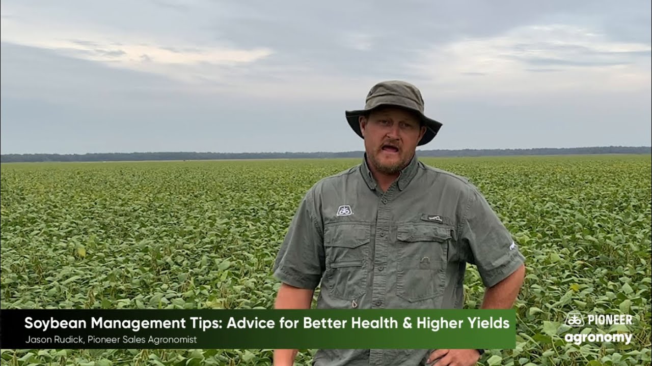 Soybean Management Tips: Advice for Better Health & Higher Yields