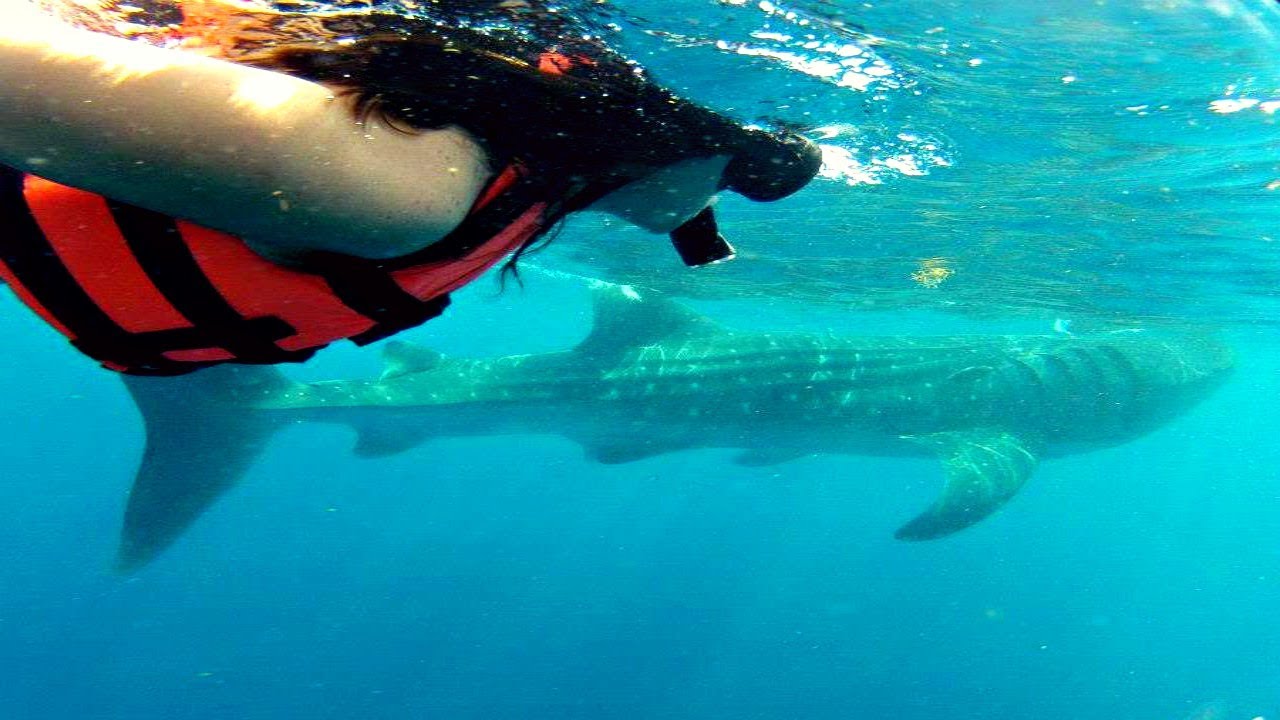 NUOTARE CON GLI SQUALI BALENA IN MESSICO