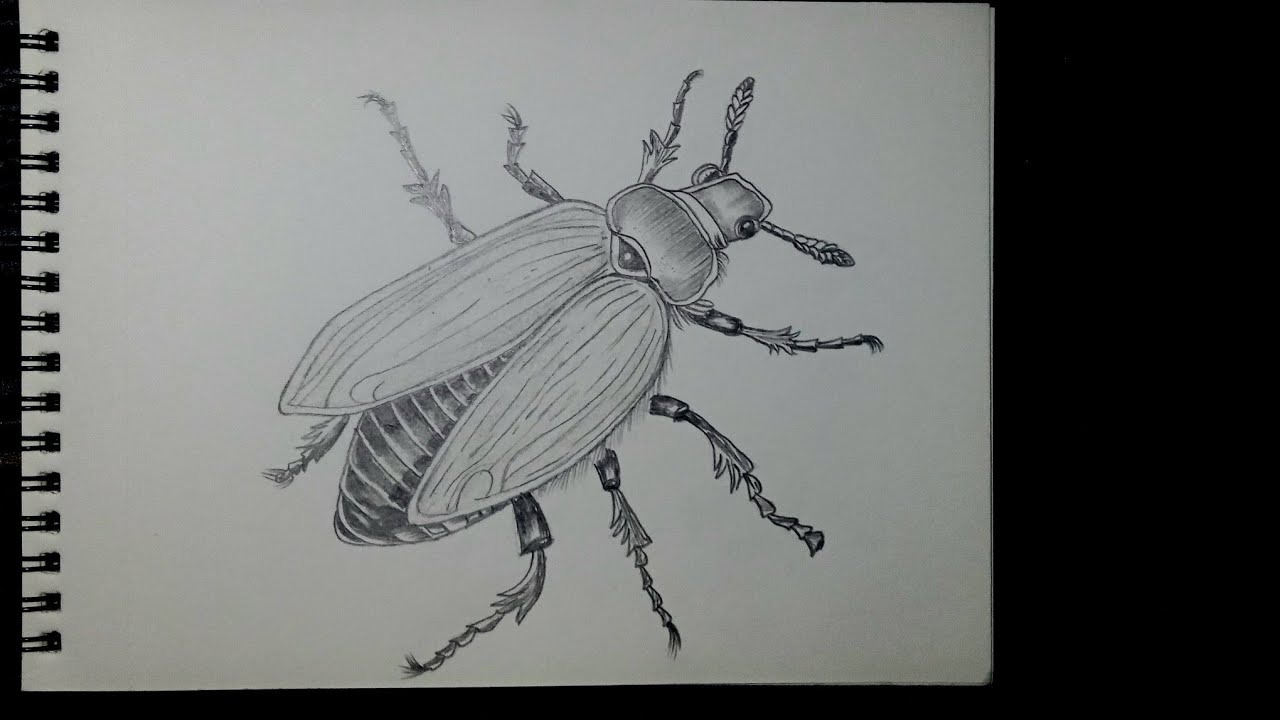 How to draw step by step a  beetle / Skech Tutorial 