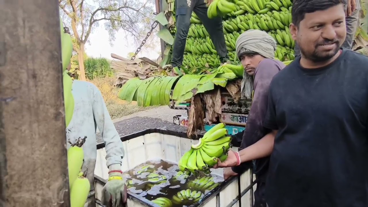 10 जानेवारी 2026 रोजी केळीच्या दराविषयी अपडेट#keali bazar bhav#banana City Jalgaon#banana cutting🍌