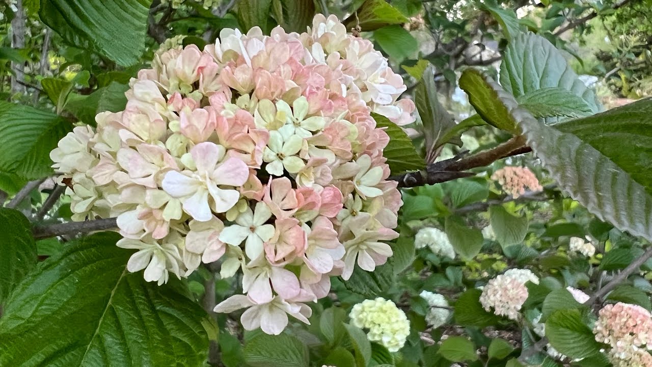 Spring Viburnum Tour