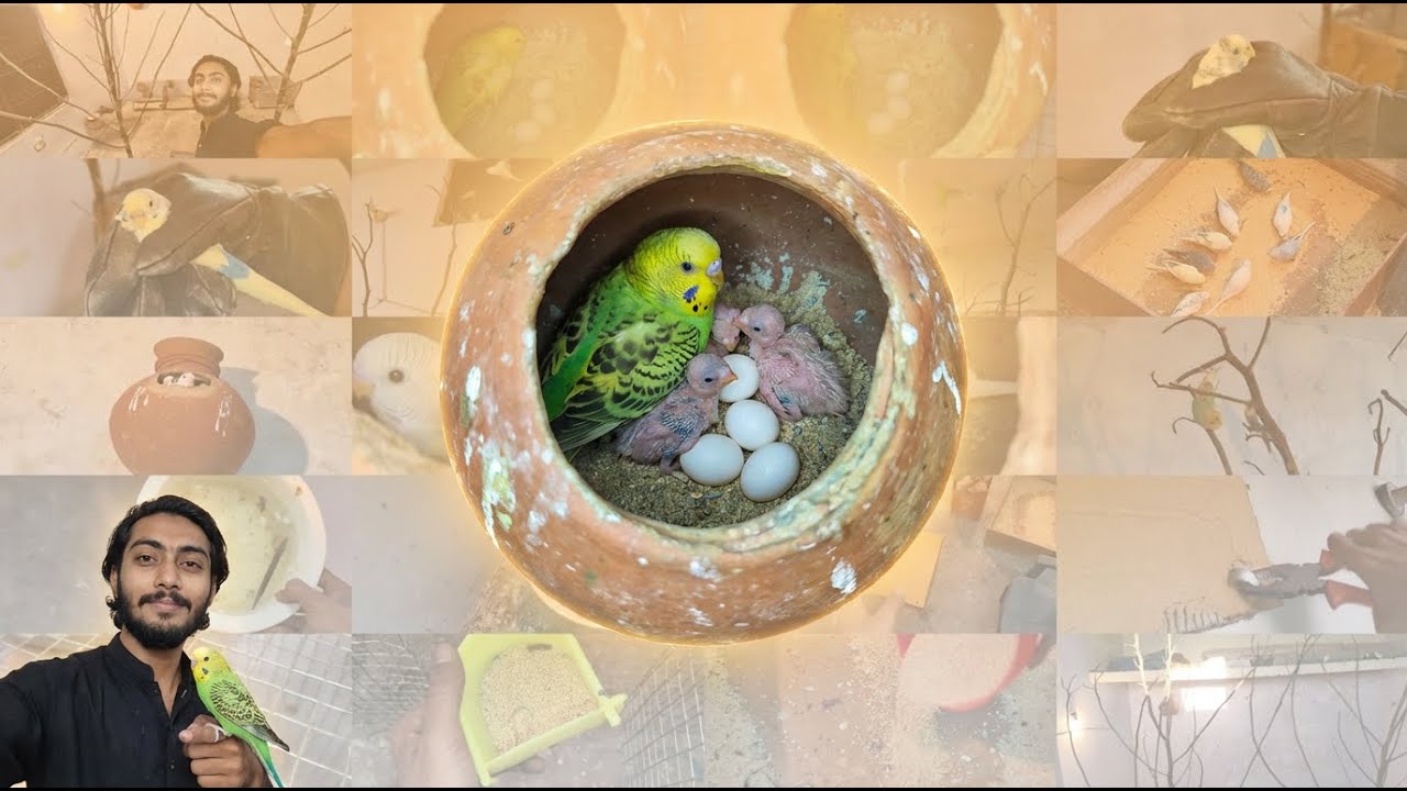 Beemar Budgies Ne Egg dediye Itni Garmi Me 🥰 || Daily vlogs | vlogs
