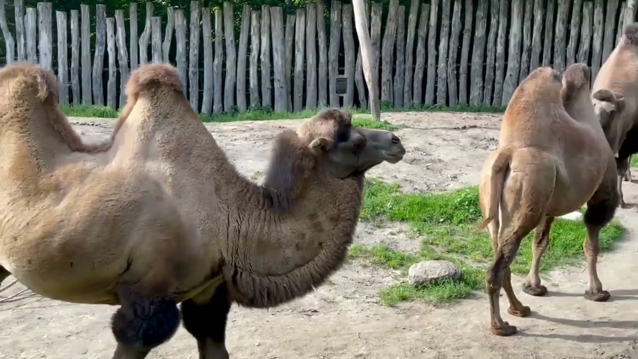 Odense Zoo Denmark 🇩🇰 🇩🇰