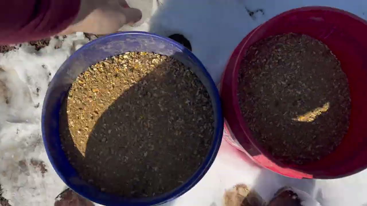 Giving The Cows A Well Deserved Snack #cowfarm #cowvideos #farming #farmer