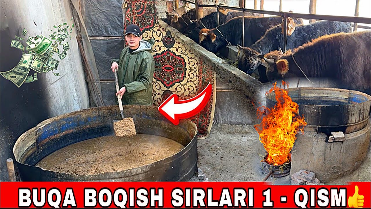 BUQA BOQISH SIRLARI 1 -qism ARZON YEM TAYORLASH SIRI