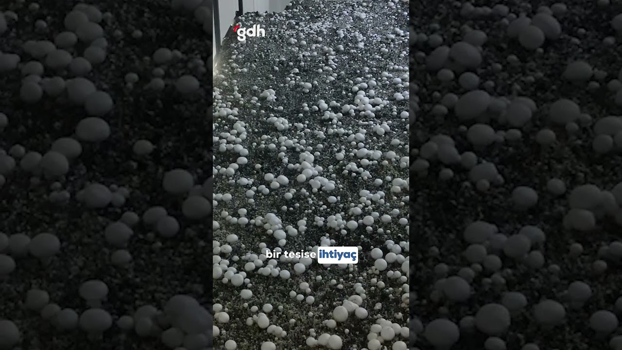 21 yaşında aldığı hibe ile mantar patronu oldu