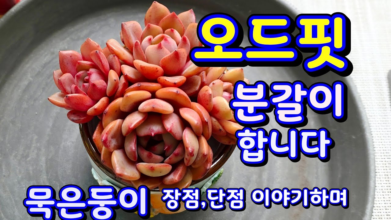 오드핏 묵은둥이 장단점 이렇습니다#오드핏