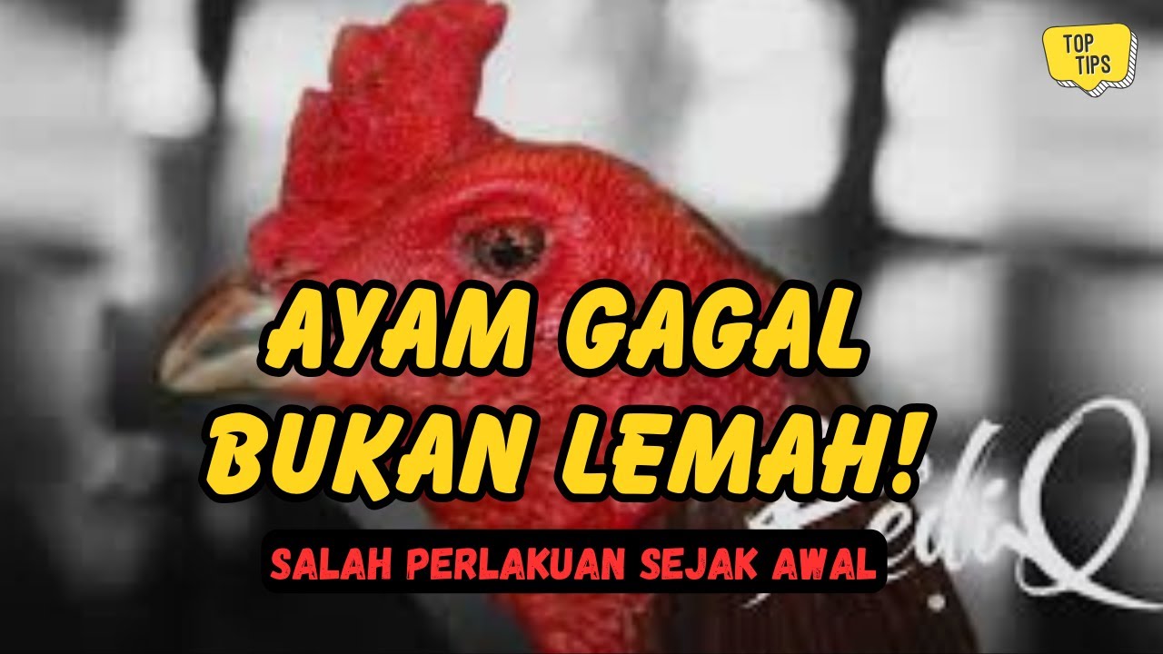 Ayam Gagal Bukan Karena Lemah, Tapi Salah Perlakuan Sejak Awal