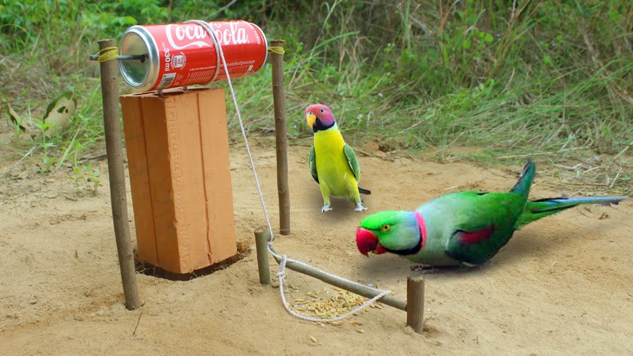 Creative Parrot Bird Trap Technology Using Brick And Coca-Cola Cans