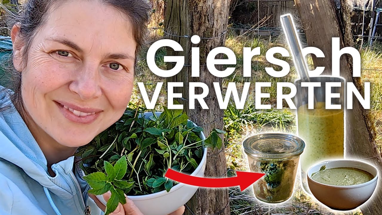Giersch-Smoothie, Giersch-Dip, Giersch-Pesto herstellen, Giersch-Rezepte im Frühling