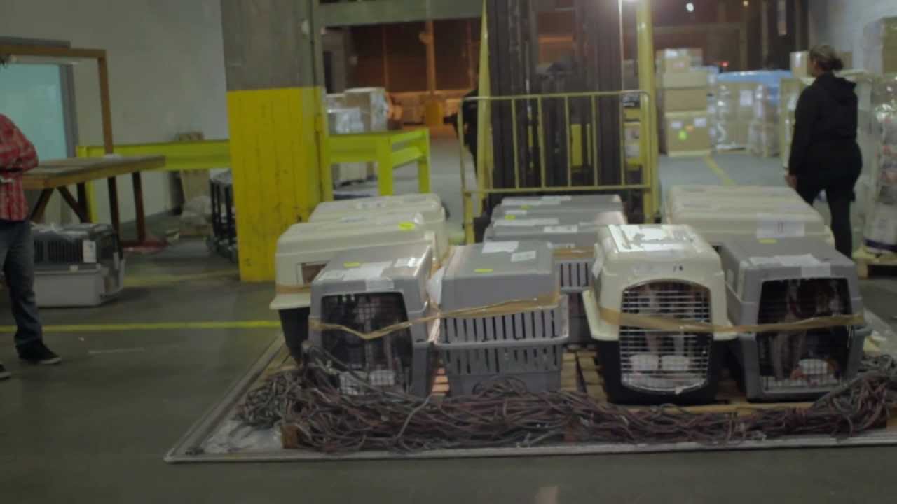 Beagle Freedom Project's 4th Rescue - 40 Beagles from Spain