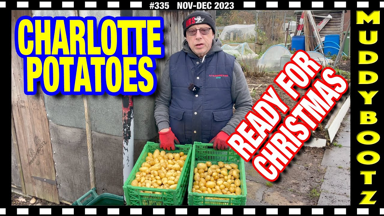 🌻335 🌻 CHRISTMAS POTATOES 🌻 STORING CARROTS 🌻