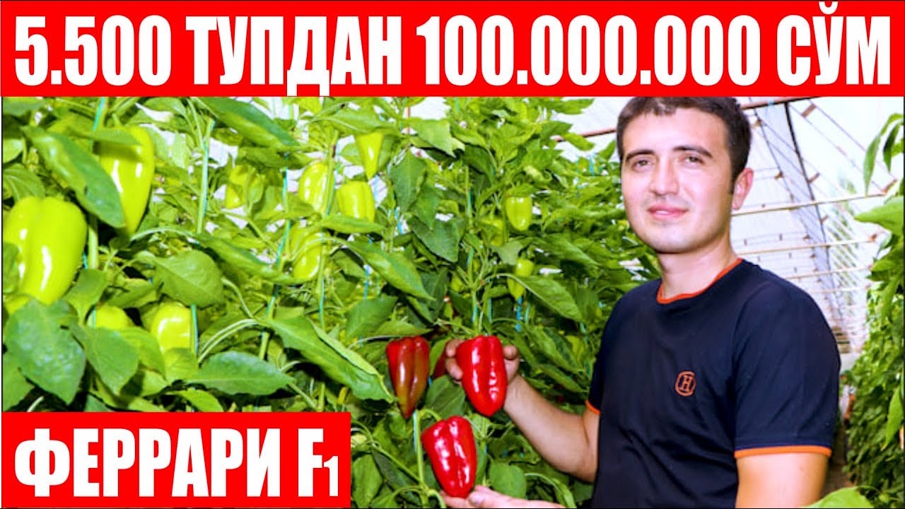 5 500 туп Феррари F1 дан шу кунгача 100 000 000 сўм даромад (Pepper Ferrari F1-Sakata)