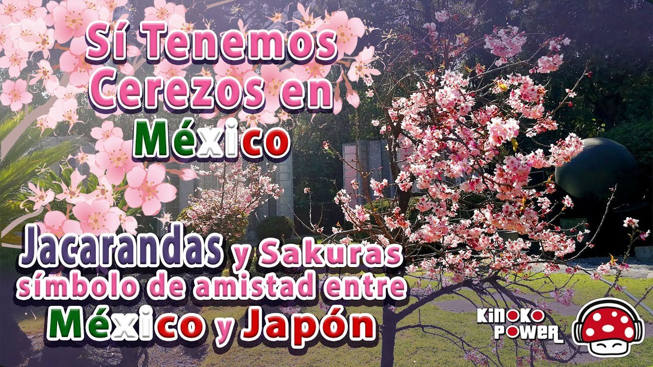 Sakura y jacaranda, símbolo de amistad entre México y Japón. Leyenda de Sakura.