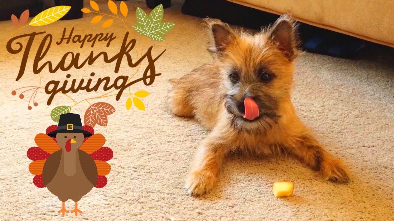 Toby the Terrier's First Thanksgiving Feast!