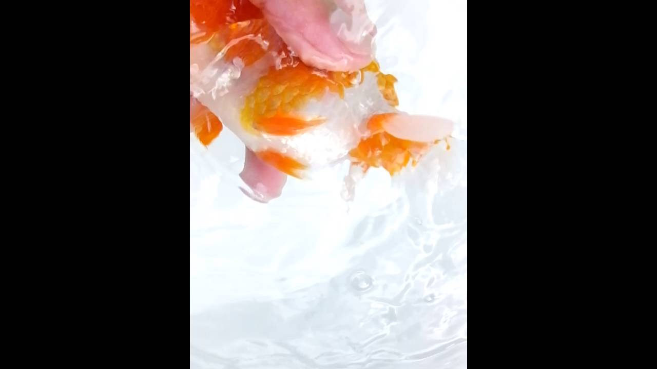 DSCF9003