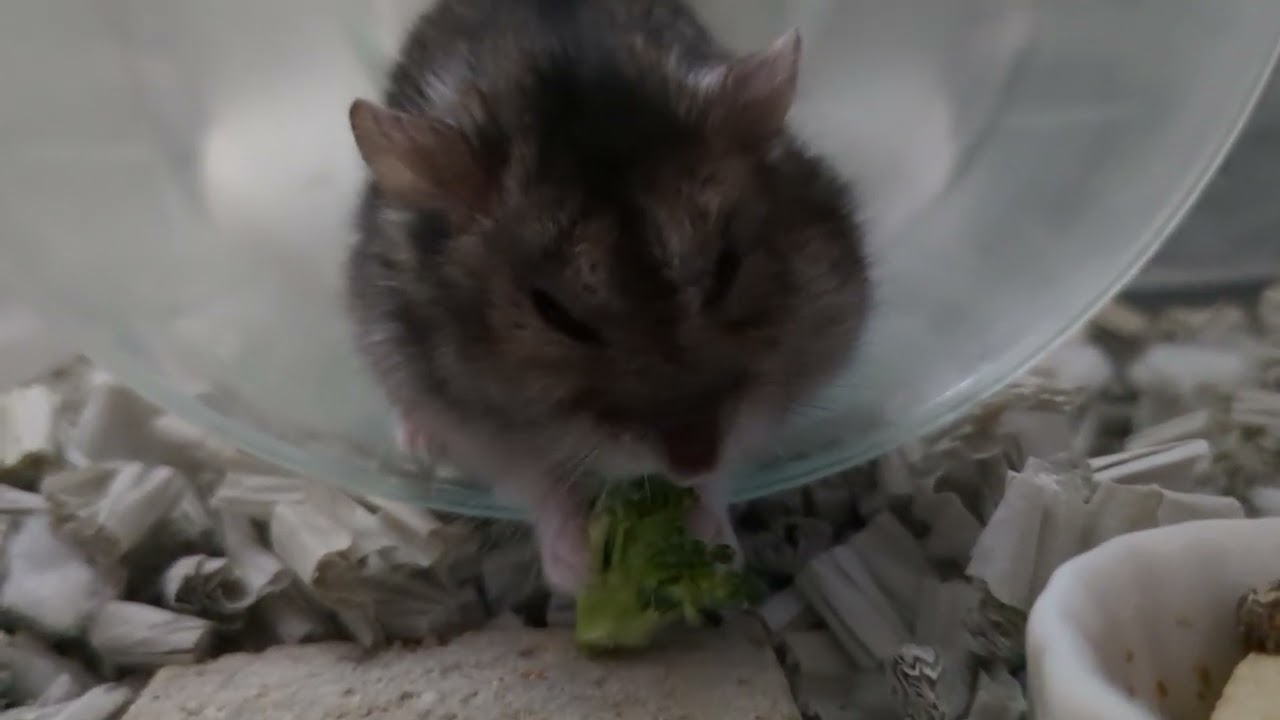 【大興奮】ブロッコリー貰うハムちゃん！ #hamster #hamster 