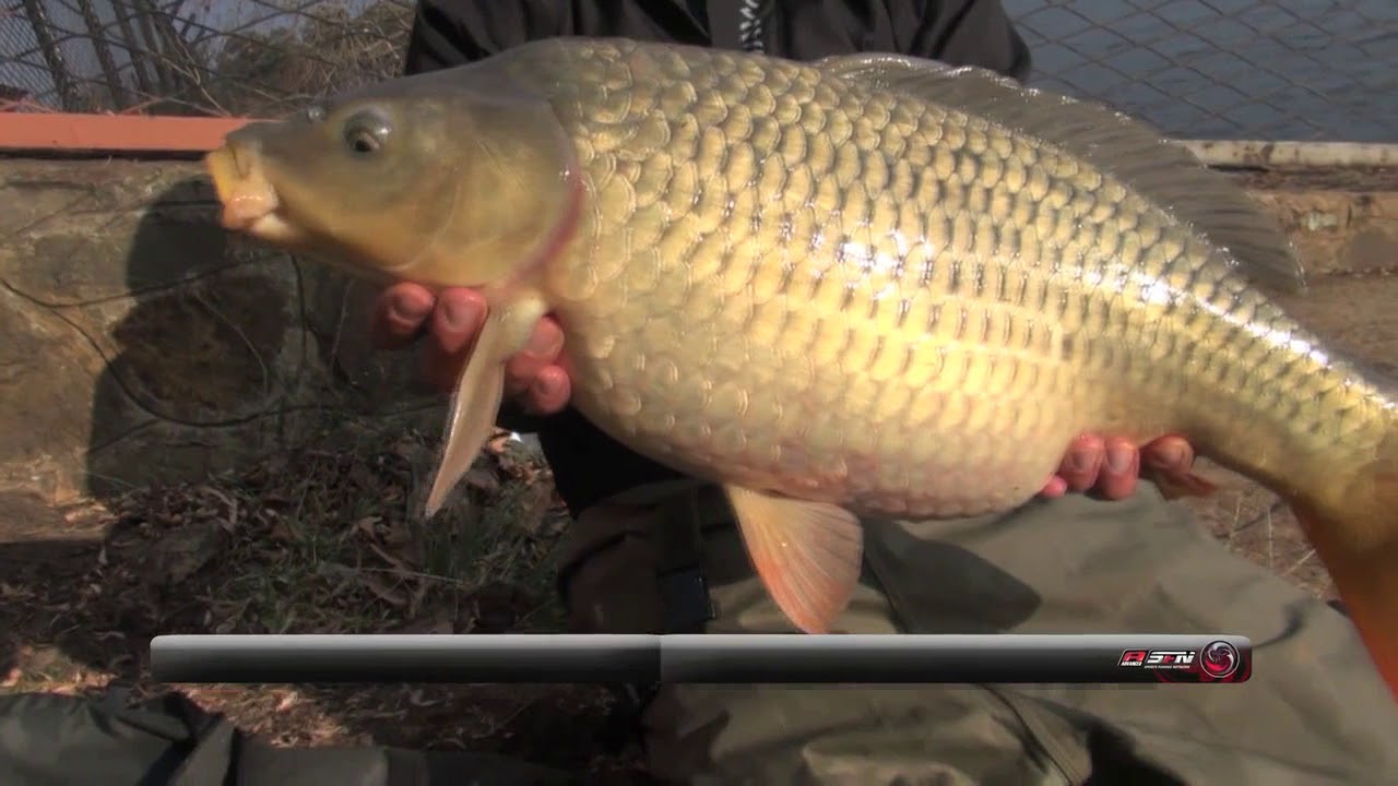 Florida Lake Part 1 | ASFN Specimen Carp