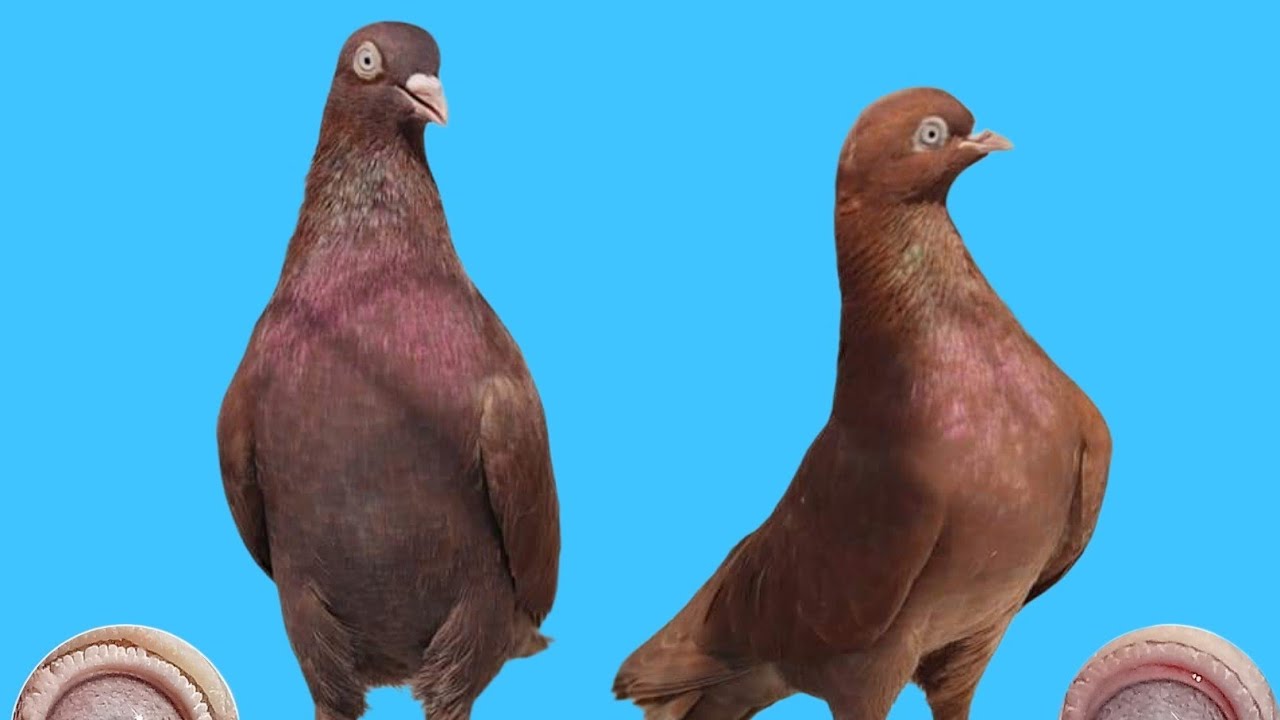 #Redpoison Breed. 0331 2191490