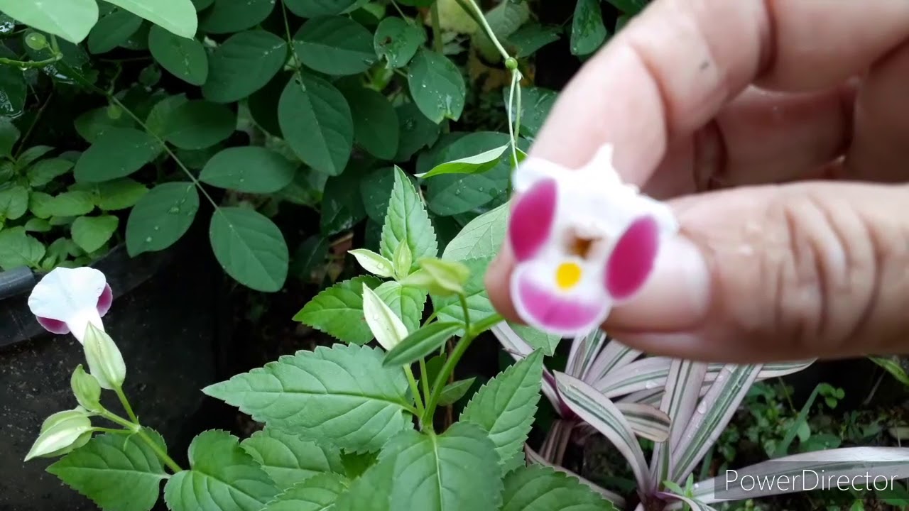Você conhece A Planta Boca de Lobo?