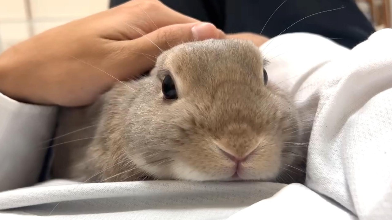 お迎えして1年経過した子うさぎの様子がこちら
