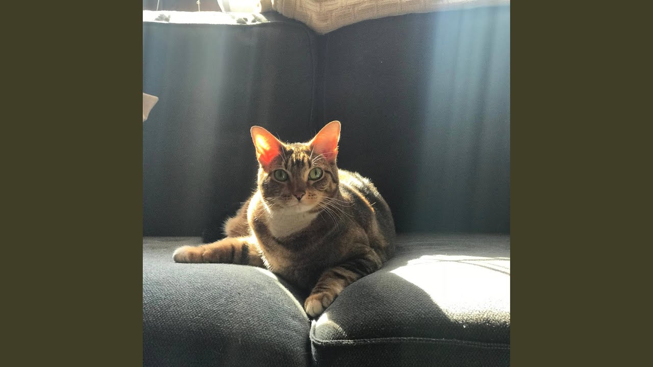giving my cat MIA away